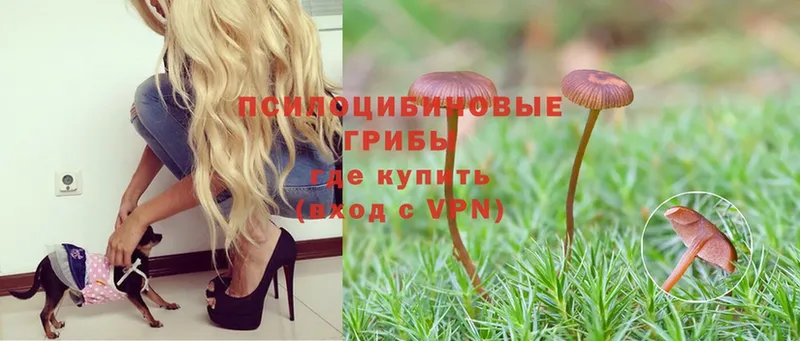 Галлюциногенные грибы Psilocybe  Ачинск 