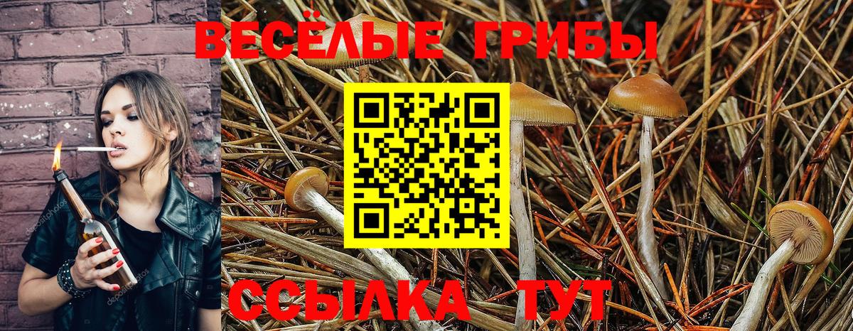 Галлюциногенные грибы Psilocybine cubensis Ачинск